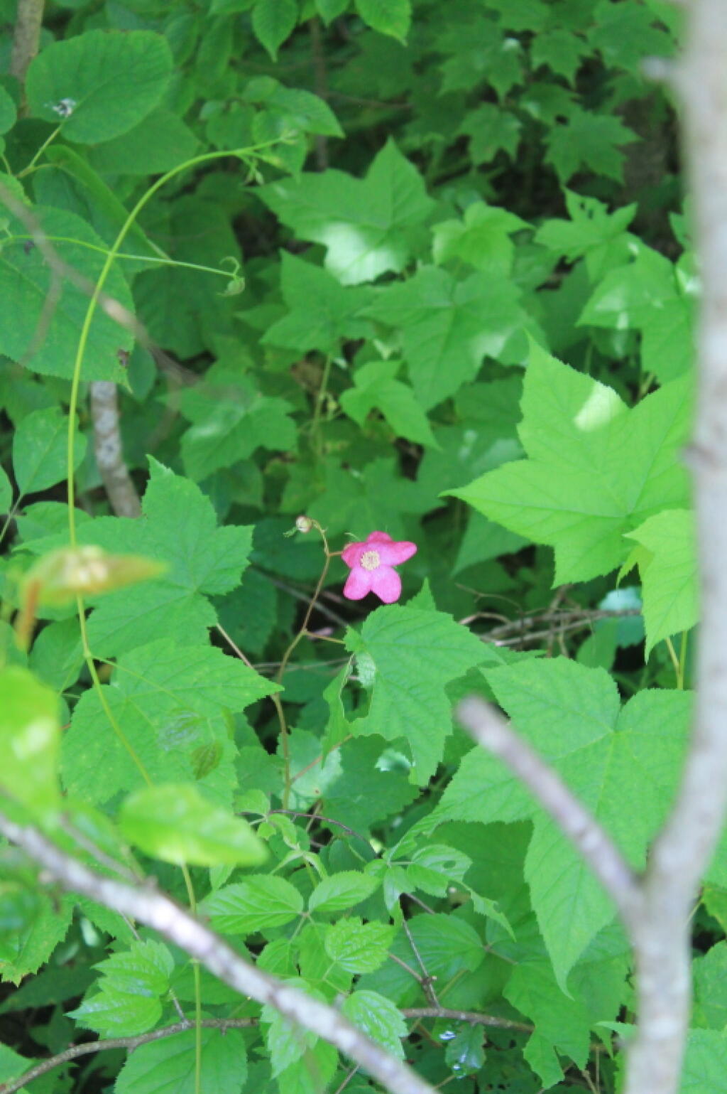 Photo: Along the Wall of the Gorge