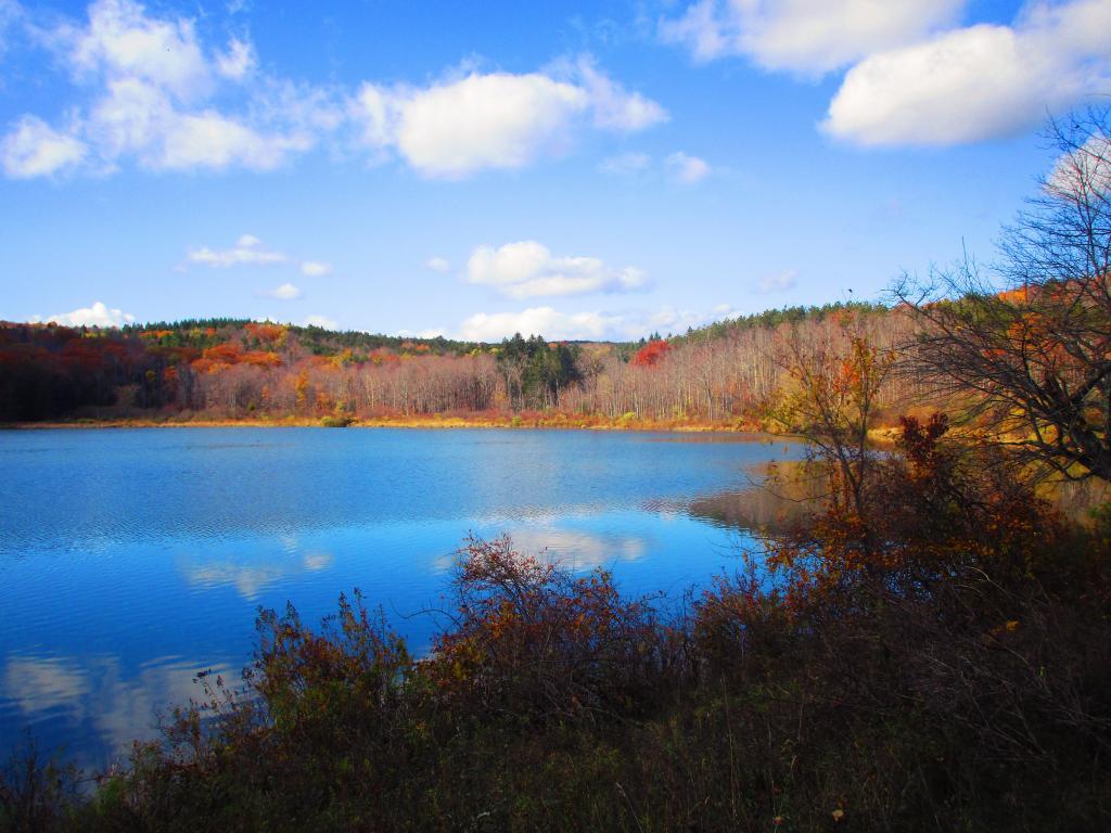 Photo: Myosotis Lake