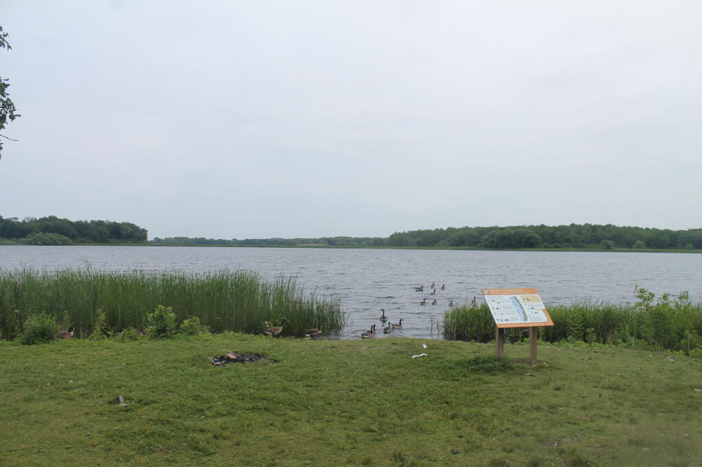 Photo: Geese at Colwell Pond