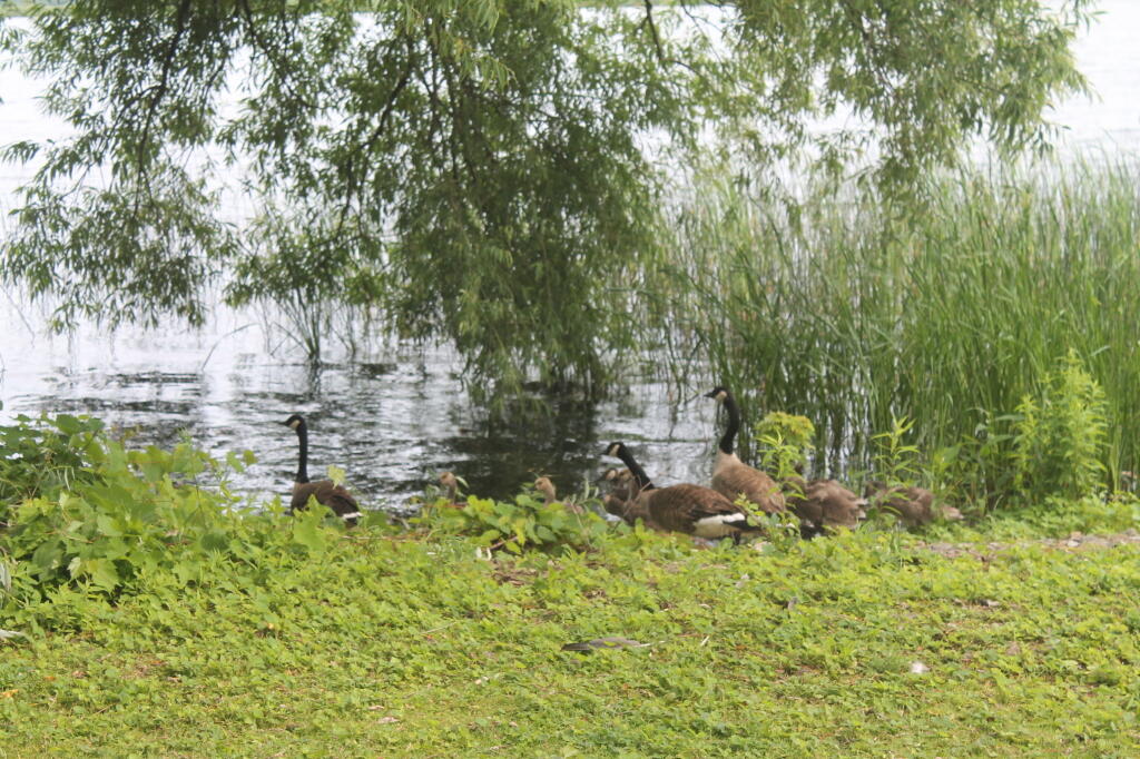 Photo: Geese