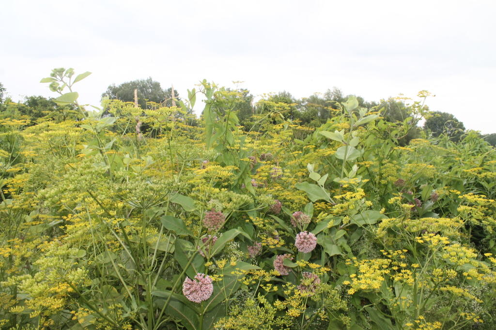Photo: Wildflowers