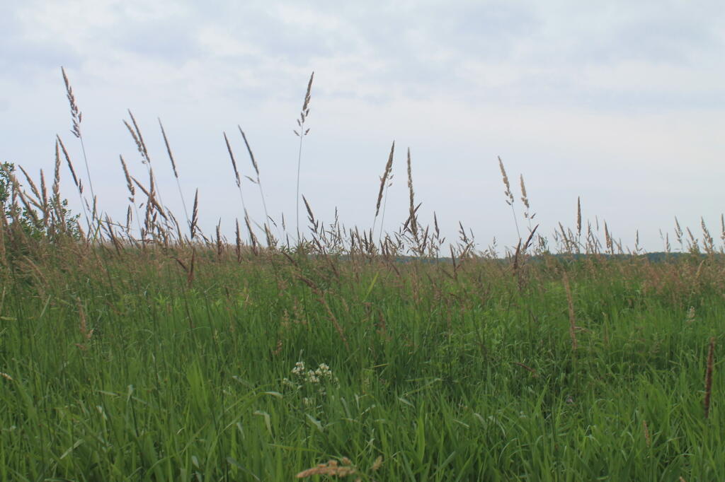 Photo: Marshland