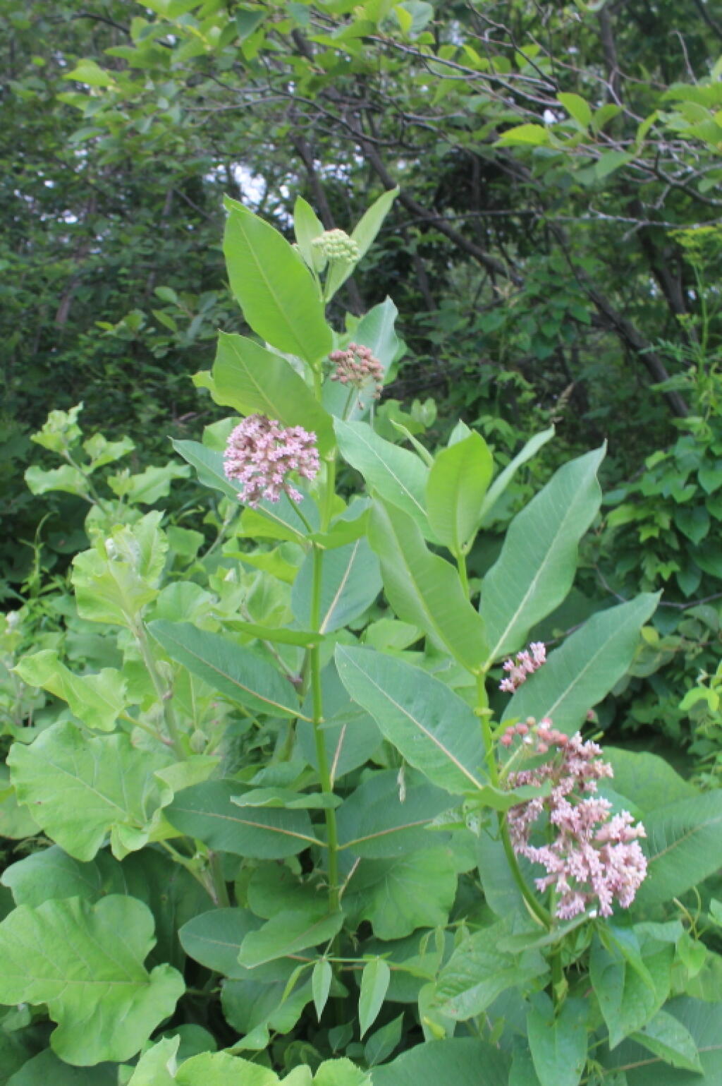 Photo: Milkweed