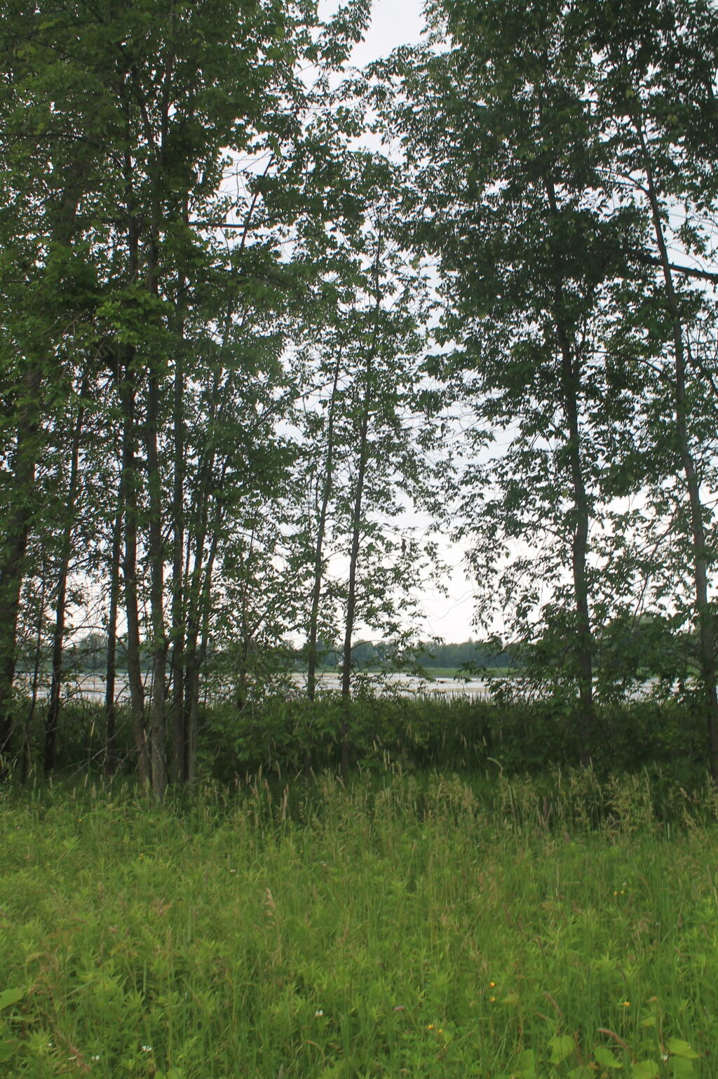 Photo: Edge of South Colwell Pond