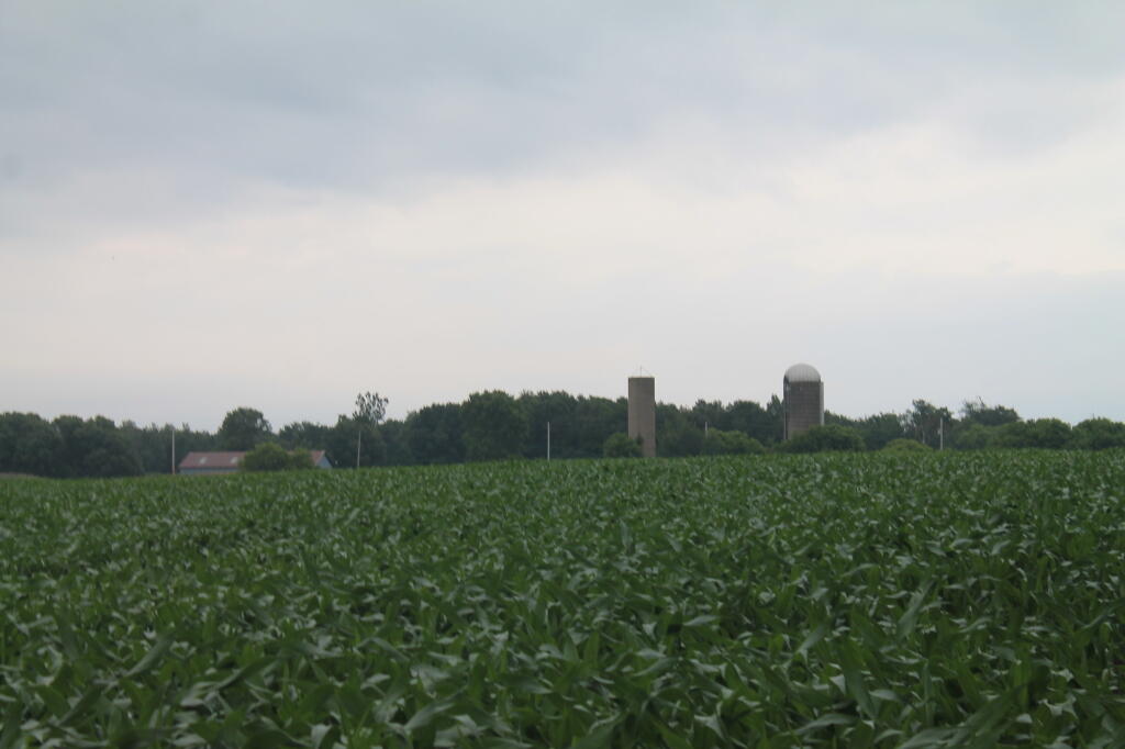 Photo: Corn in Jefferson County