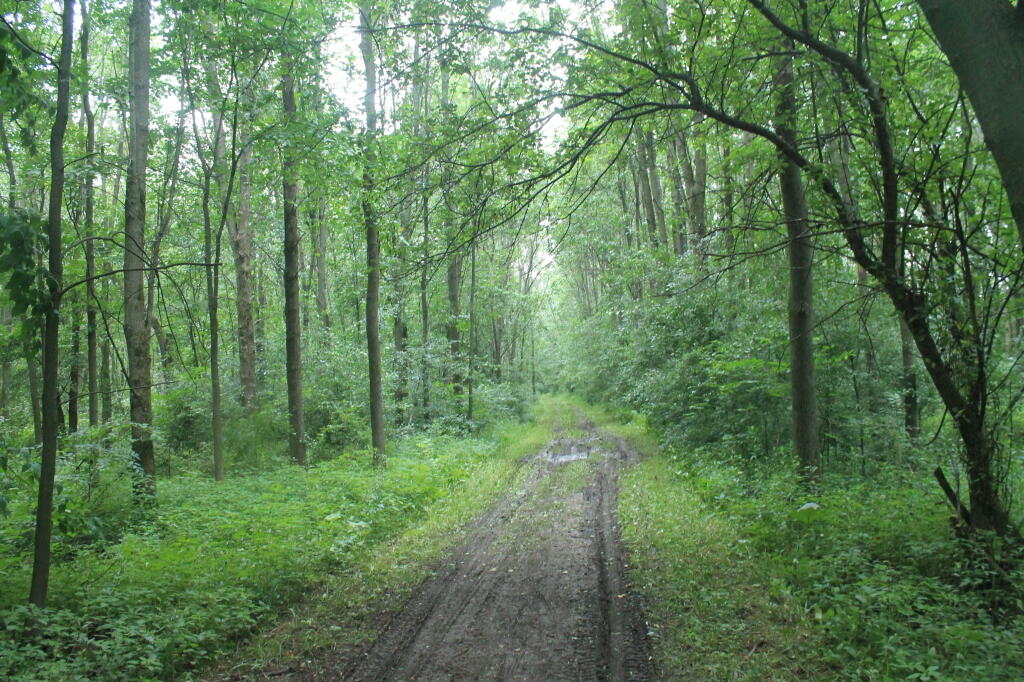 Photo: In the Woods