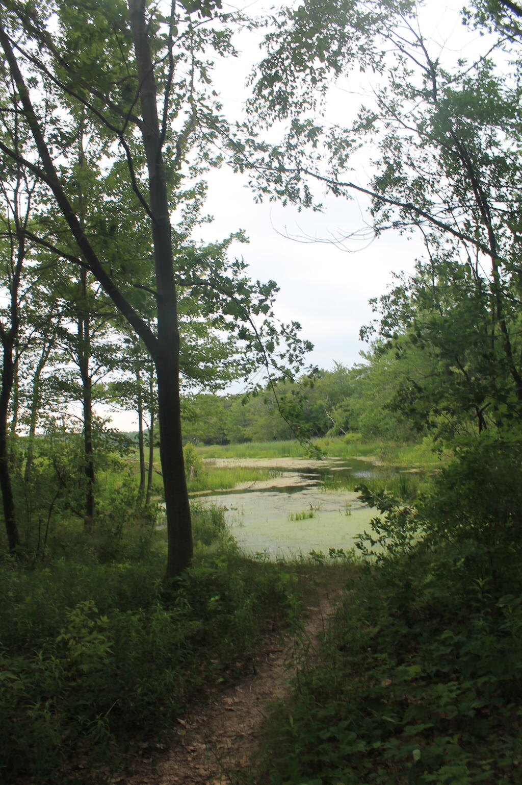 Photo: Edge of Lakeview Marsh