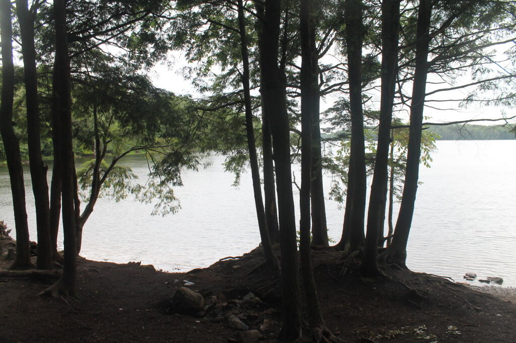Photo: Trees Along Shoreline