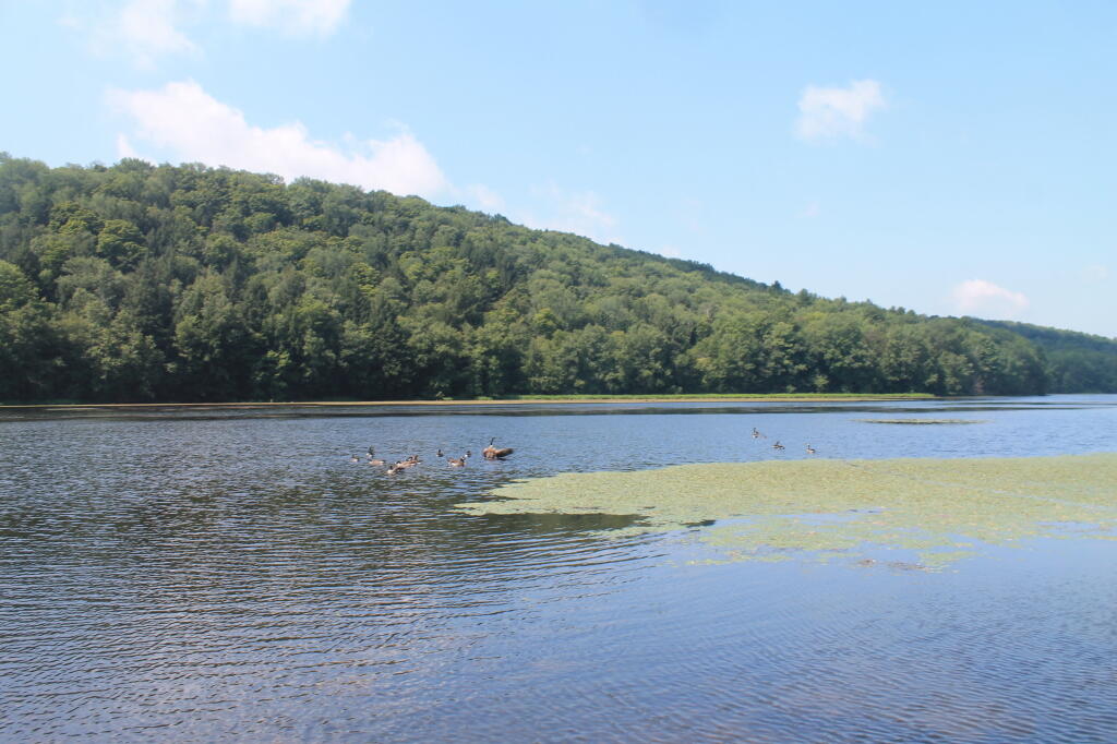 Photo: Geese on Long Pond