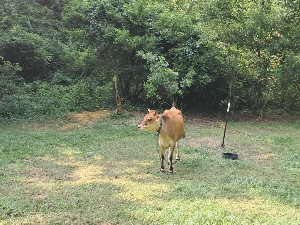 Photo: Cute little Jersey steer along the road