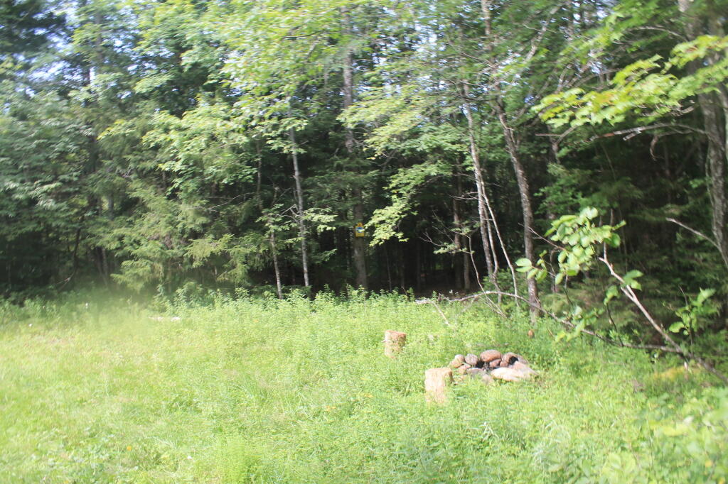 Photo: Roadside Campsite 2: Watch Out for Posion Ivy Here