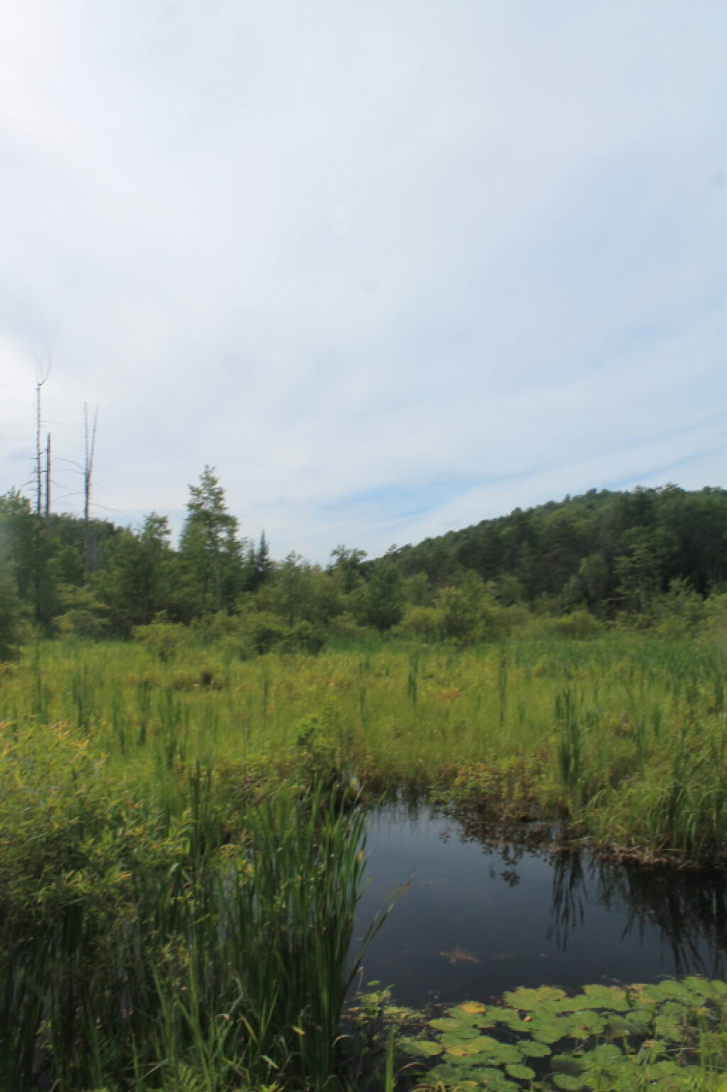 Photo: Tip of Evergreen Lake: Mostly Marshland