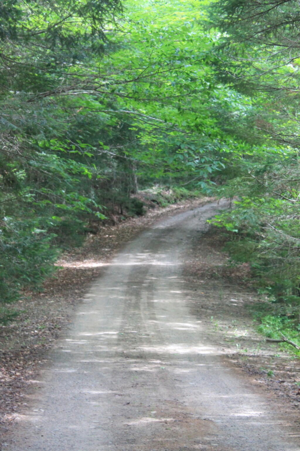 Photo: G Lake Road Heading Up Past Evergreen Lake