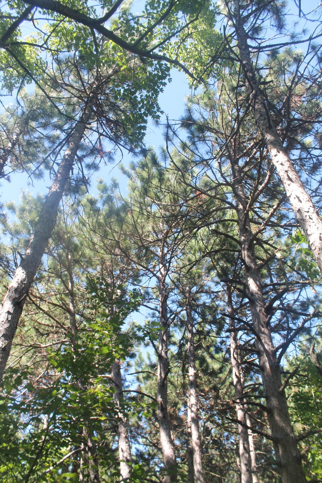 Photo: Looking Up at the Trees on Bennett Hill