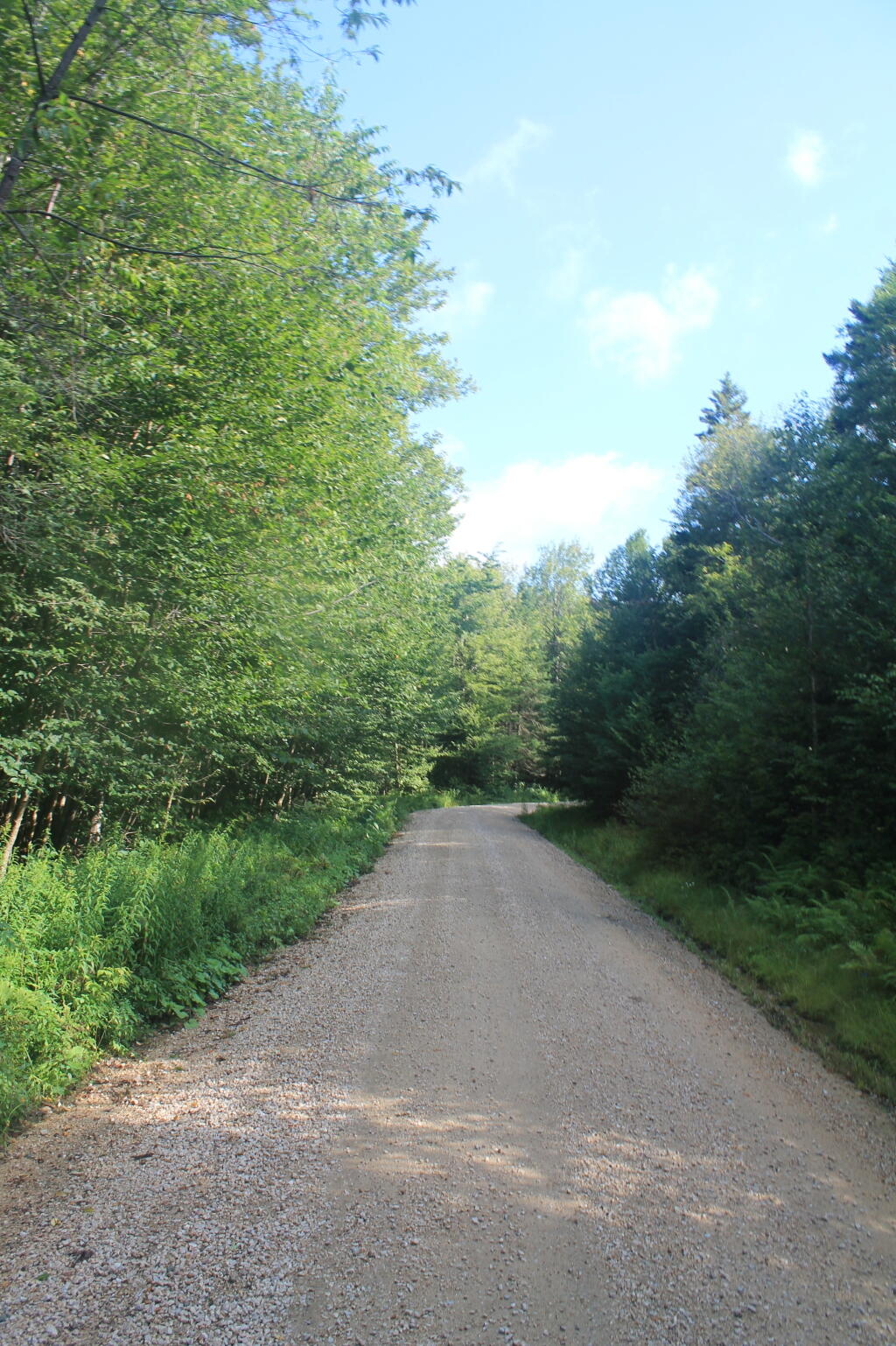 Photo: Forest Road 71