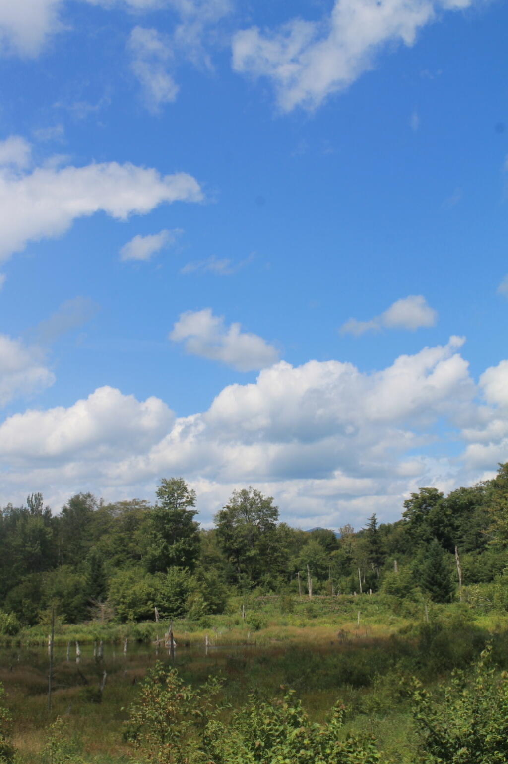 Photo: Wetlands Along Natural Turnpike