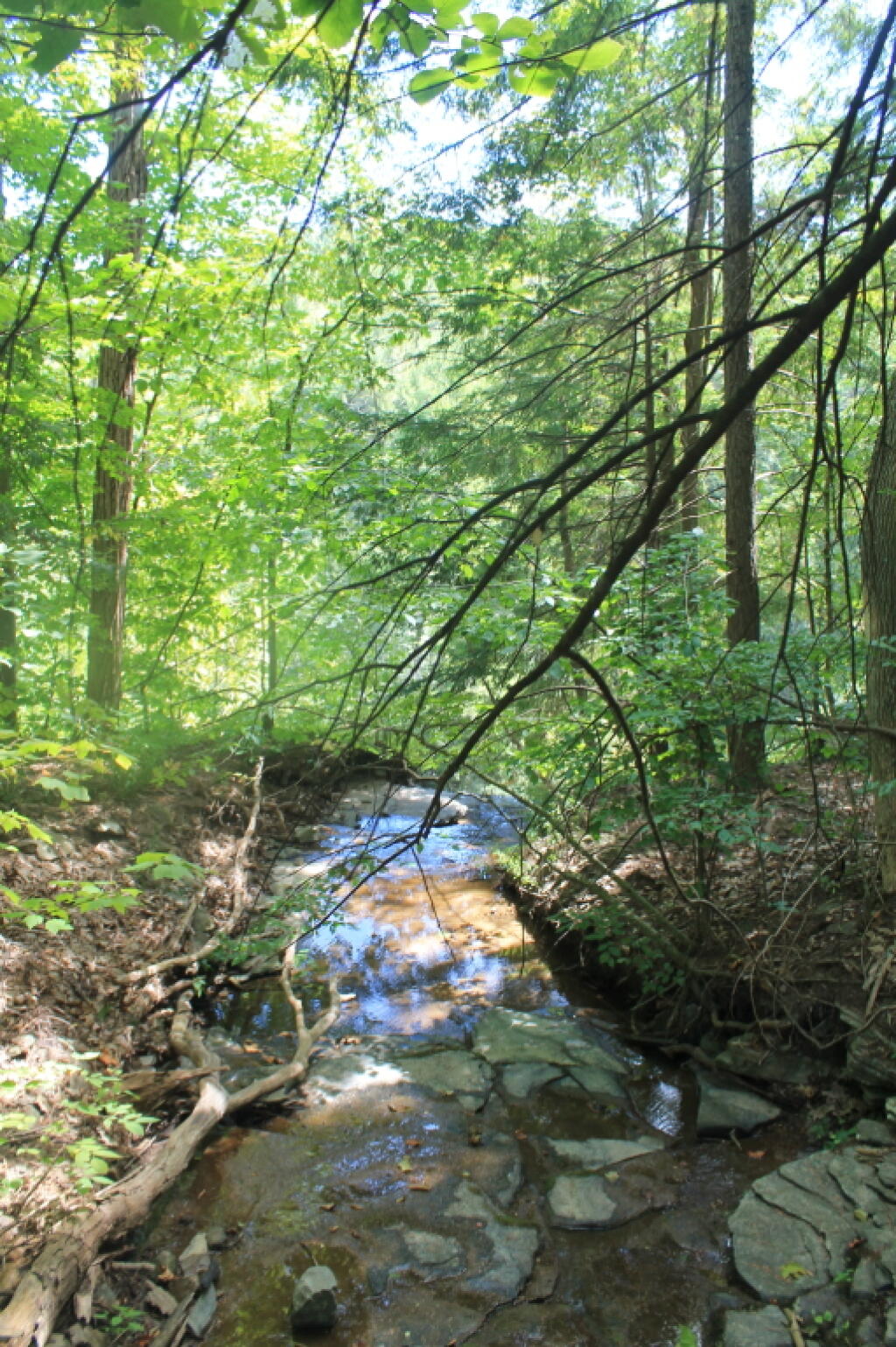 Photo: Above Small Water Fall Into Mine KIll Gorge