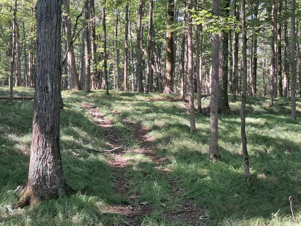 Photo: Wandering through the woods