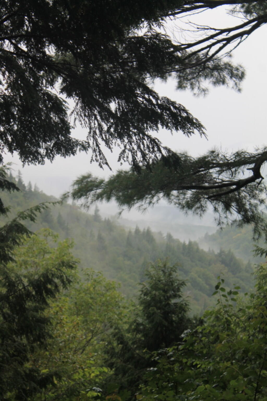 Photo: Into the Big Branch Gorge Photo: Into the Big Branch Gorge