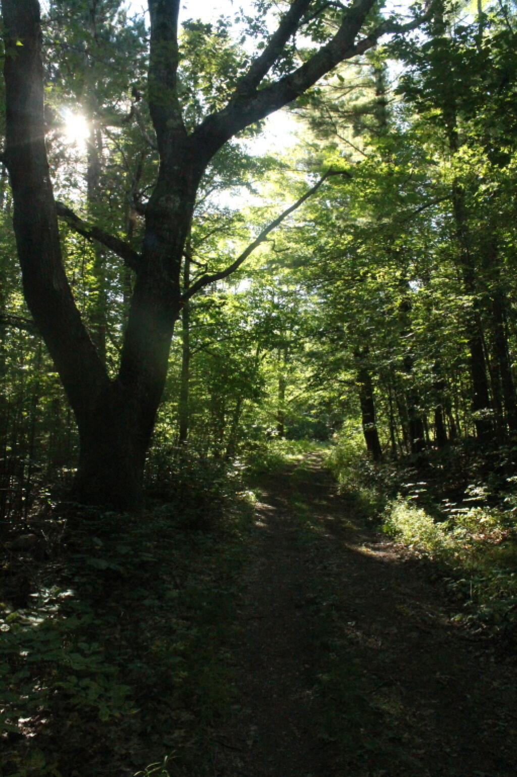 Photo: Sun in the Woods