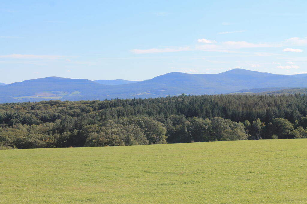Photo: Rensselearville State Forest