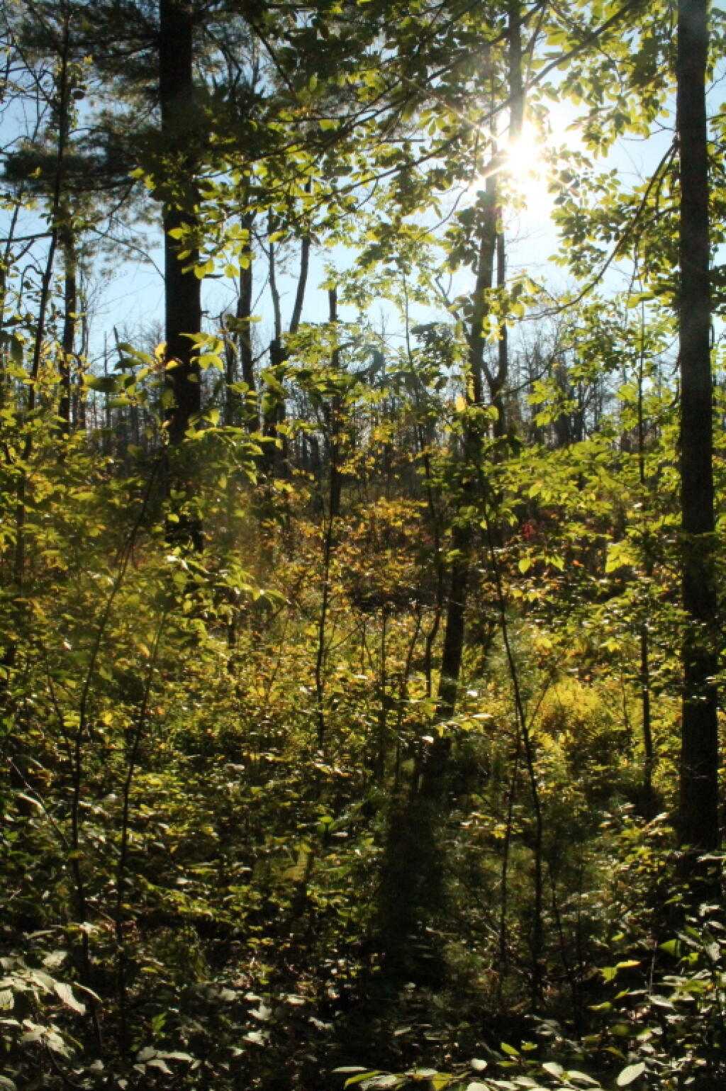 Photo: Sun Through Bear Swamp Photo: Sun Through Bear Swamp