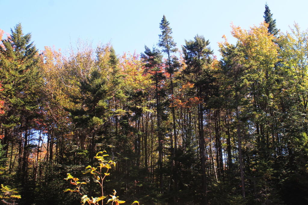 Photo: Along the Trail