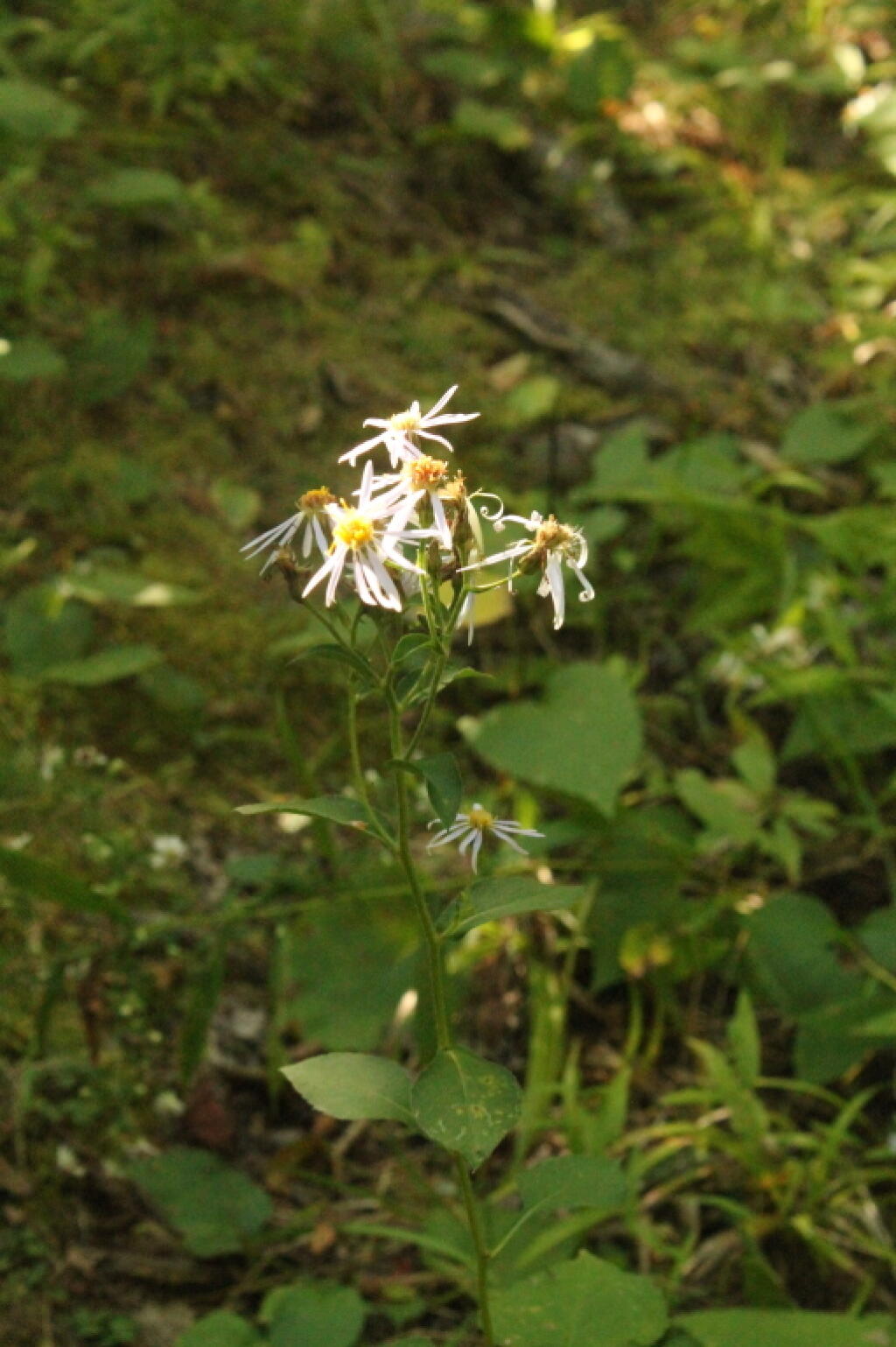 Photo: Wild Flowers