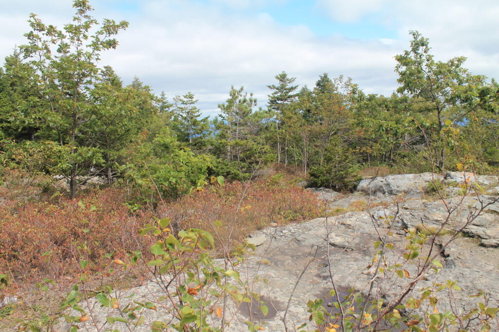Photo: White Pine Along Edge