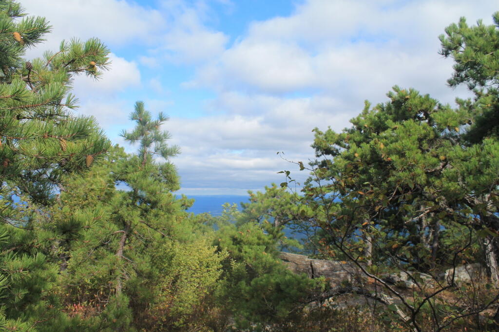 Photo: Pine on Sunset Rock