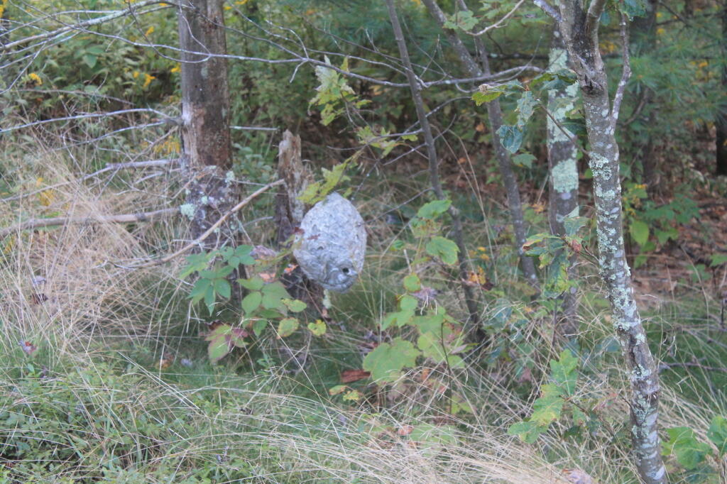 Photo: Hornets Nest