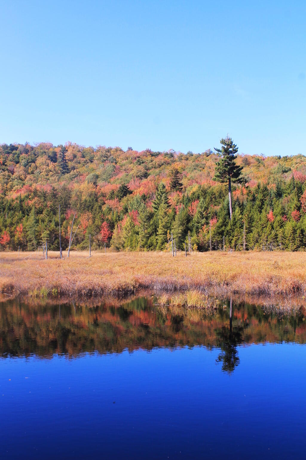 Photo: Reflection of Tree