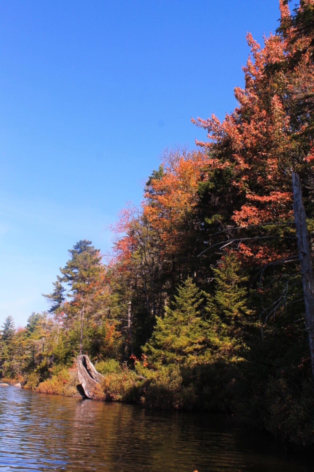 Photo: Reds Along Pond Edge
