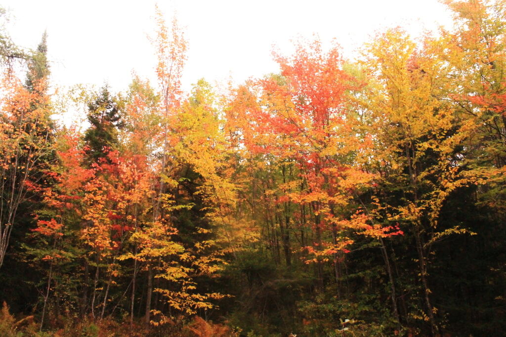 Photo: Clearing At Indian Lake