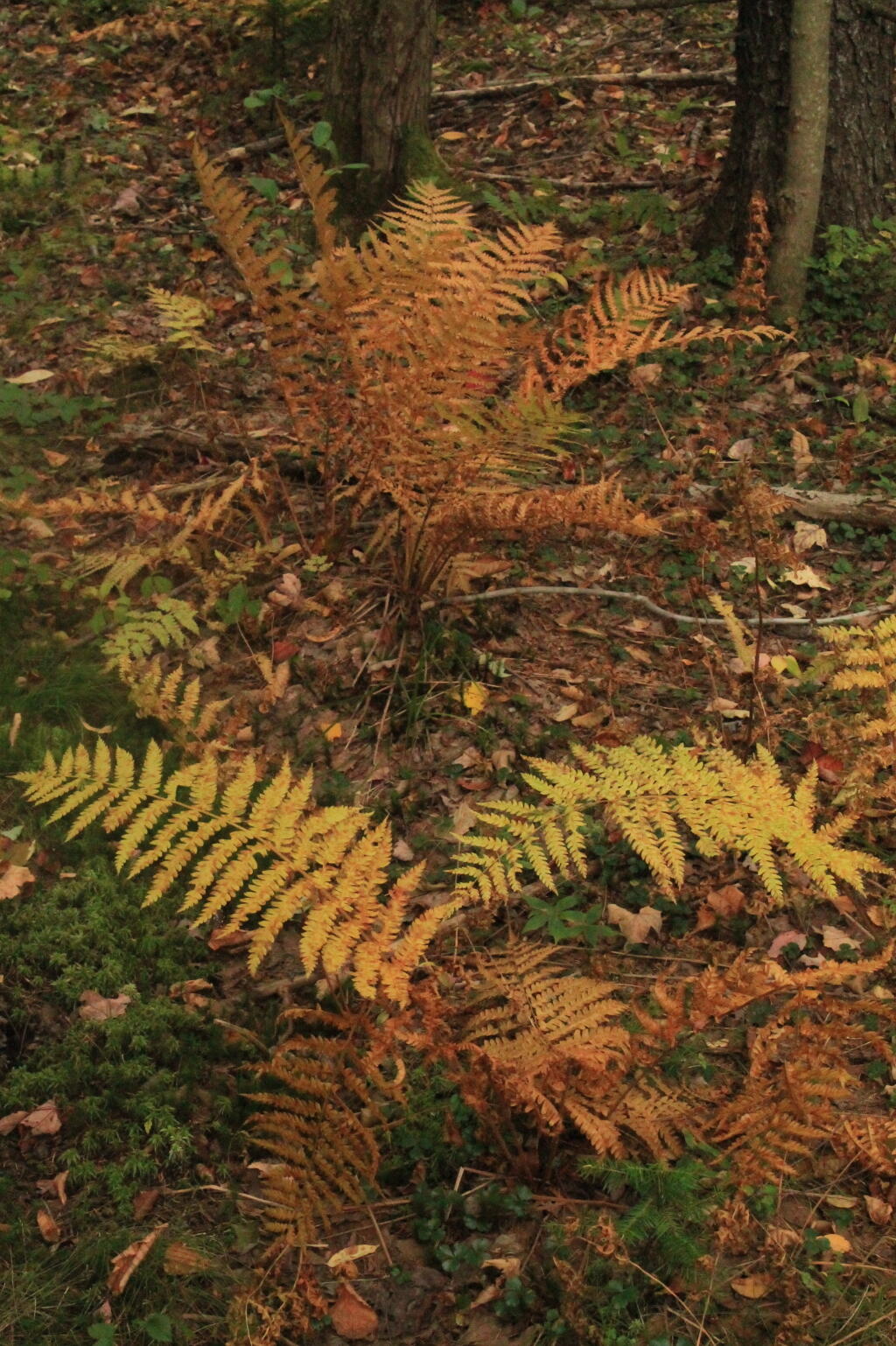 Photo: Ferns