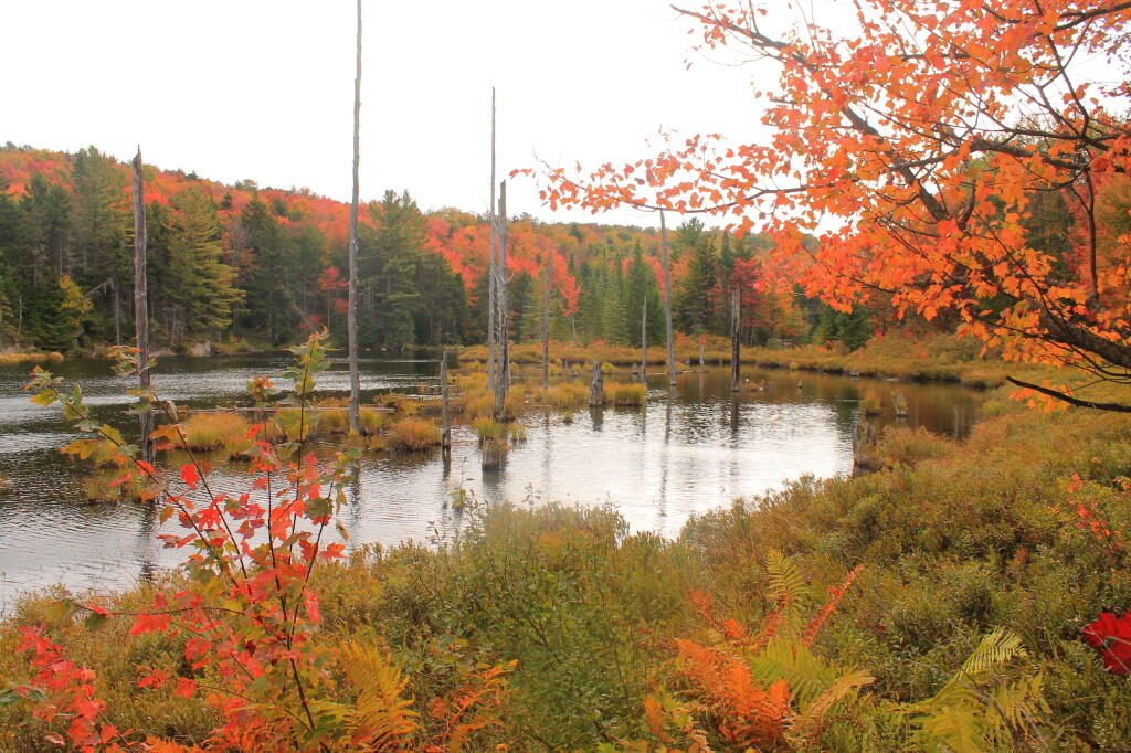 Photo: Muskrat Pond In Fall