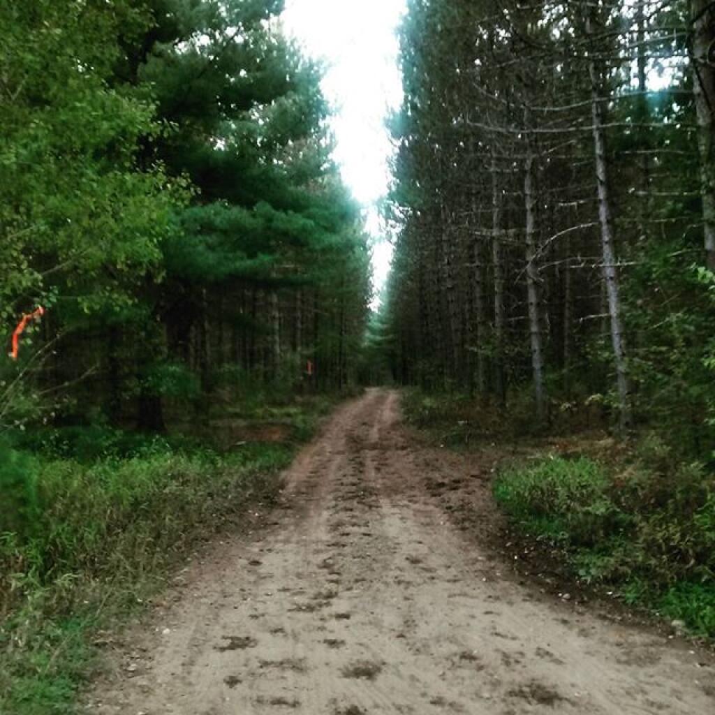 Photo: Part of Confusion Flats burned in 1930s. Conservation Department replaced with White Pine in Forever Wild Forest
