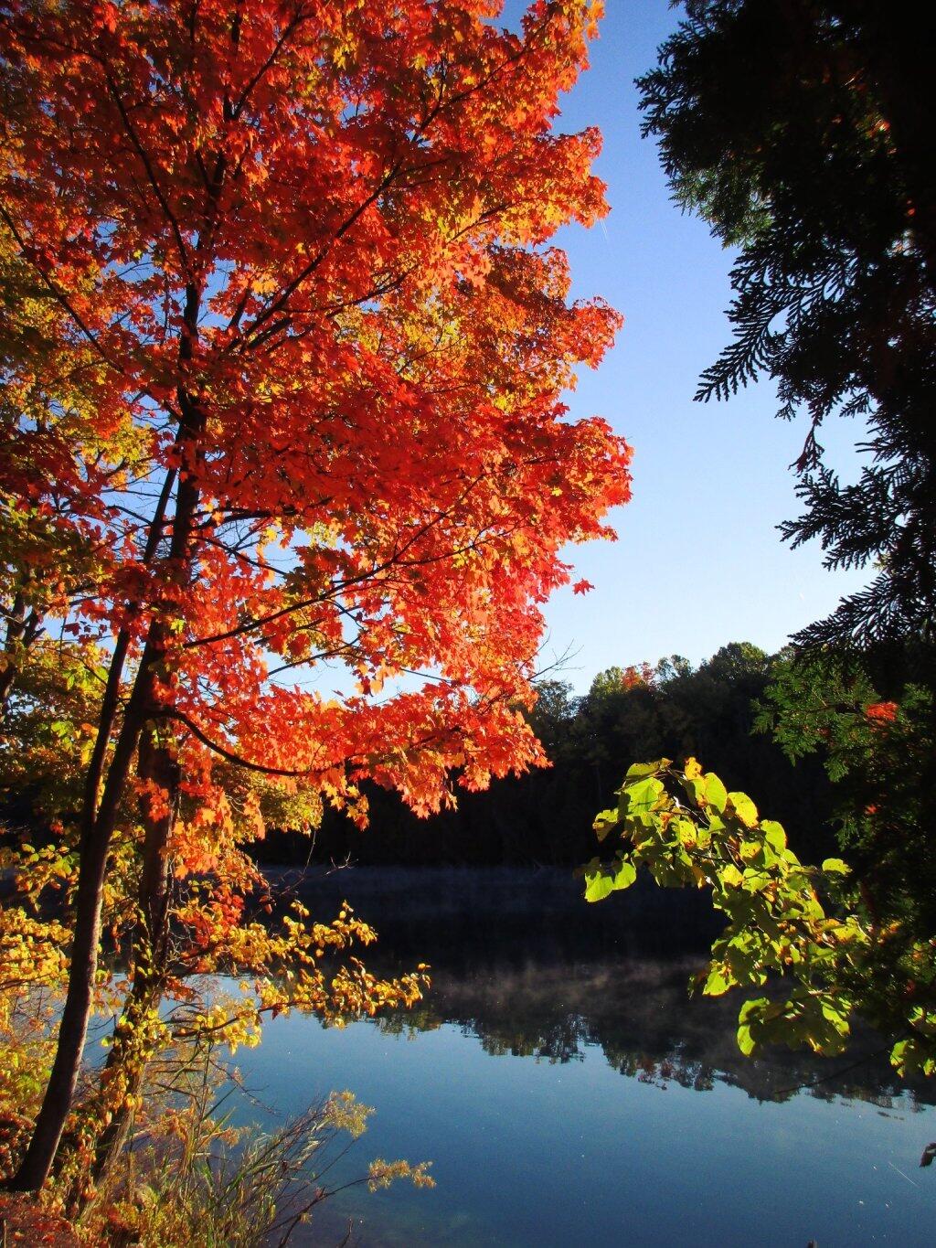 Photo: Maples