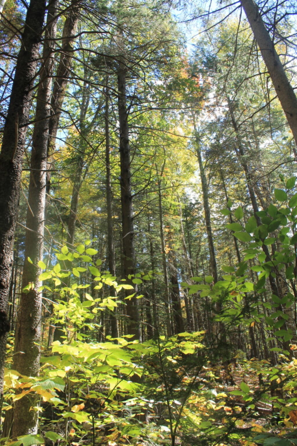 Photo: Along Batavia Creek