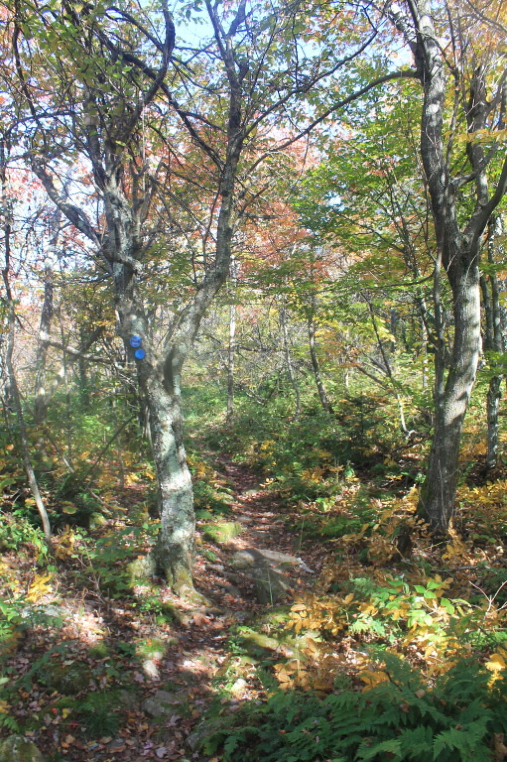 Photo: Wandering Across Burnt Knob