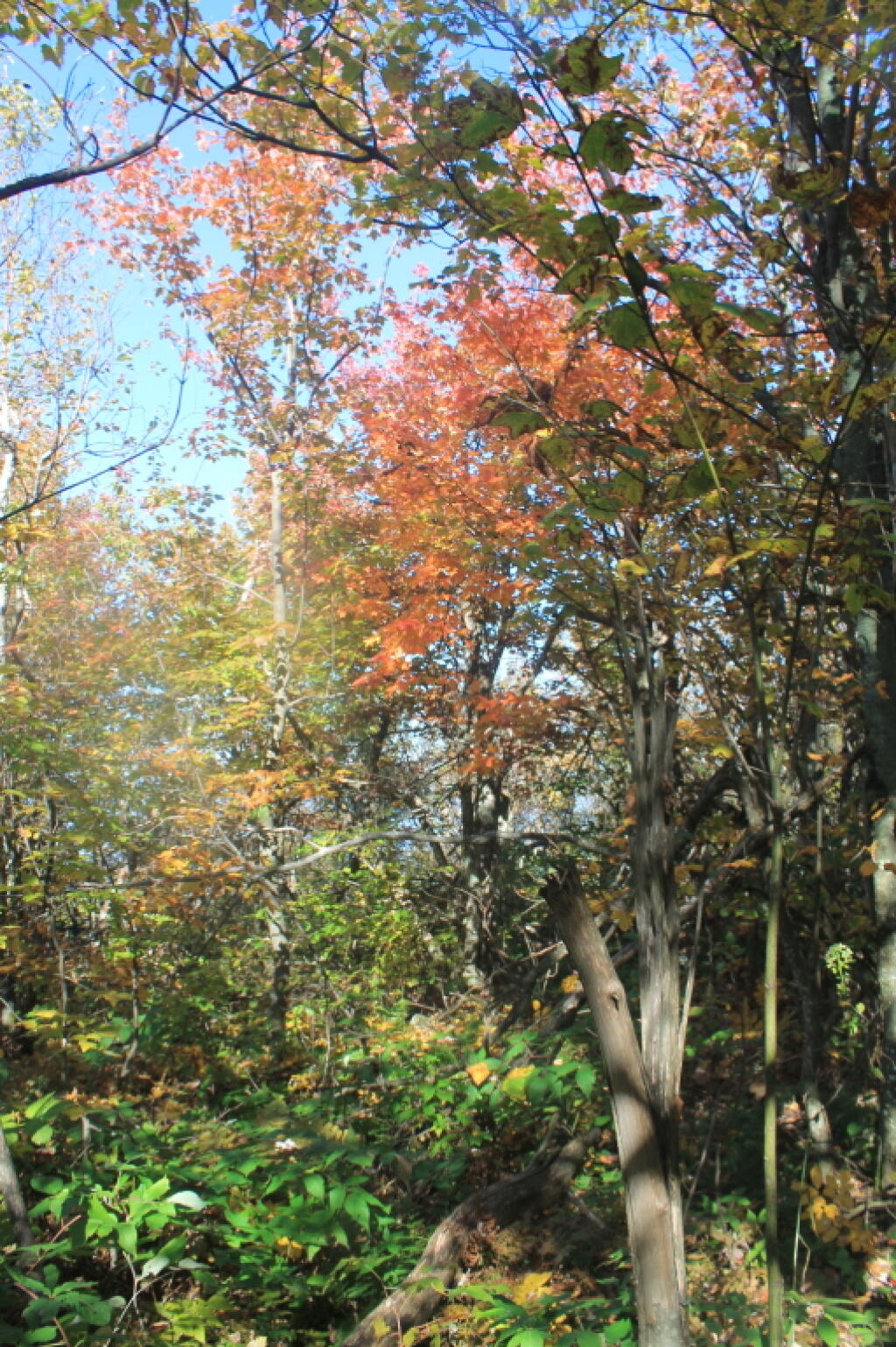 Photo: Color Along Burnt Knob