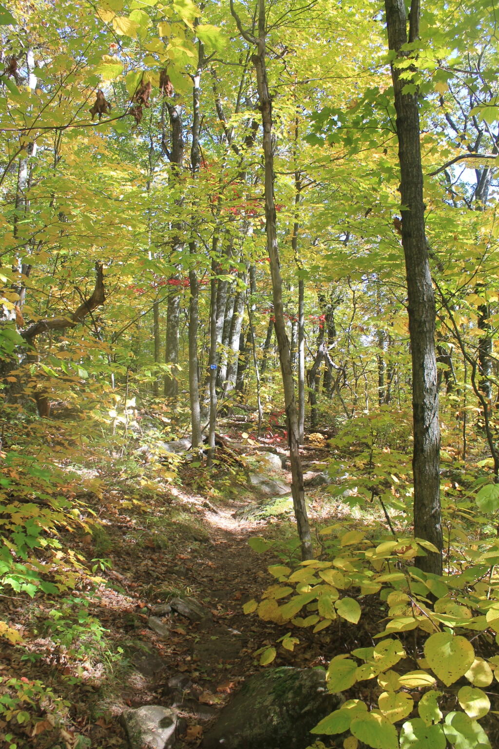 Photo: In the Woods