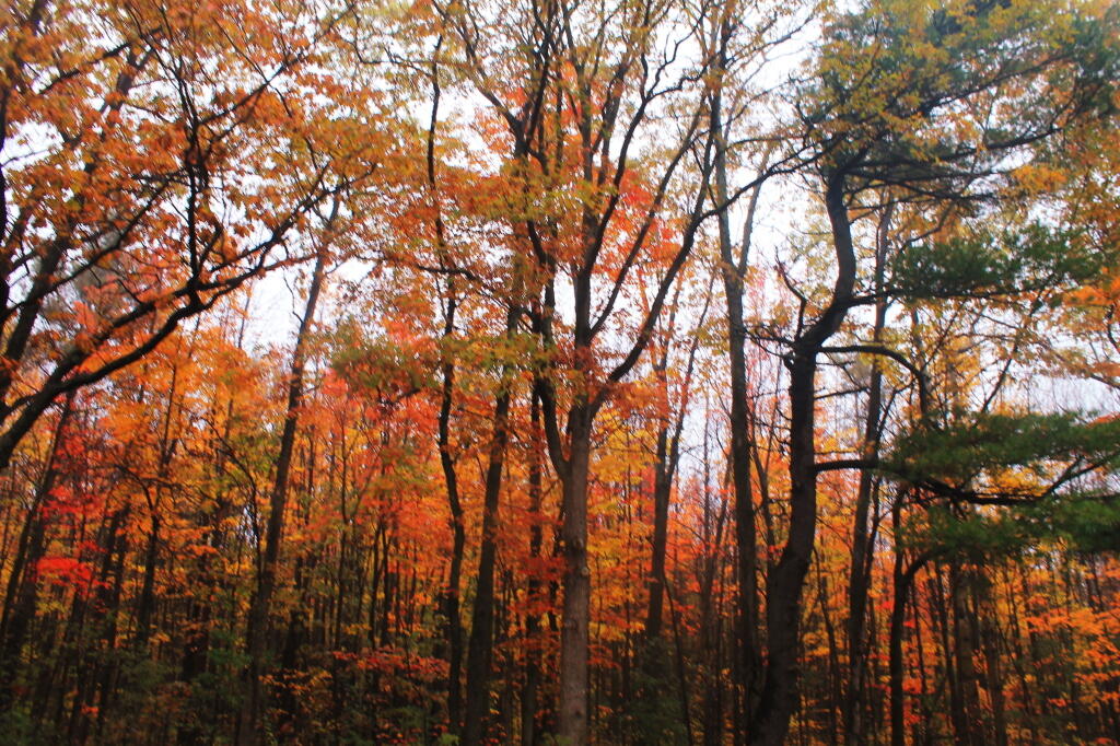 Photo: Maple Stand