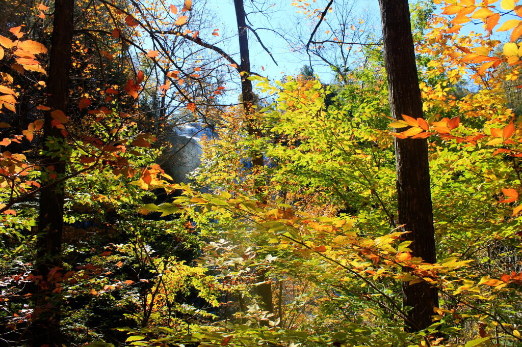 Photo: Falls Through the Foliage