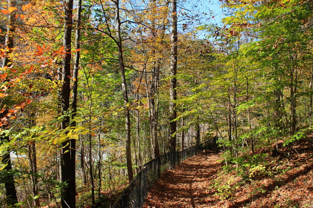 Photo: Trail Up the Gorge