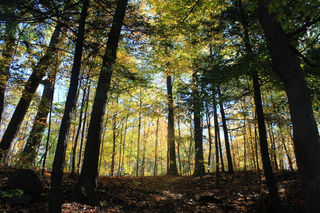 Photo: Fall Glow