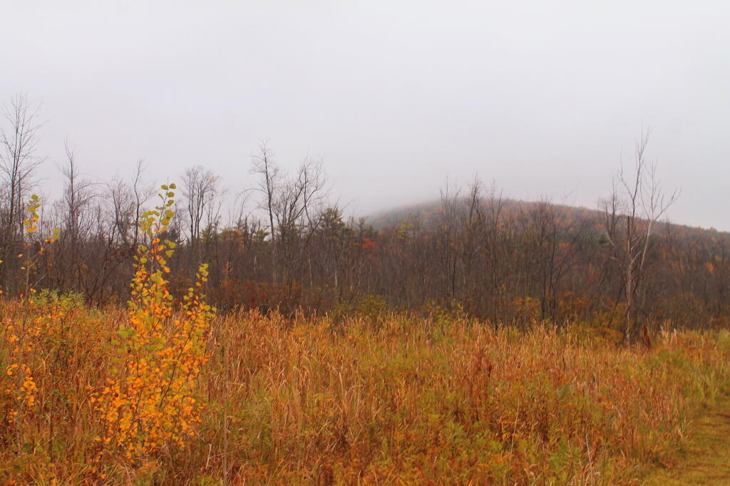 Photo: Smith Hill and Cayuta Lake Wetlands