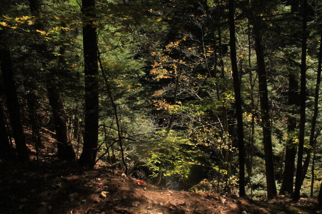 Photo: Gorge from Rim Trail