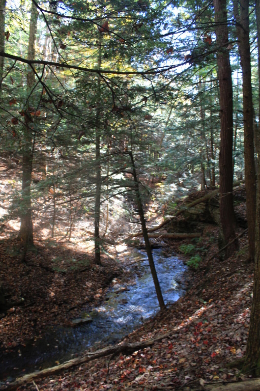 Photo: Tributary of the Dry Creek
