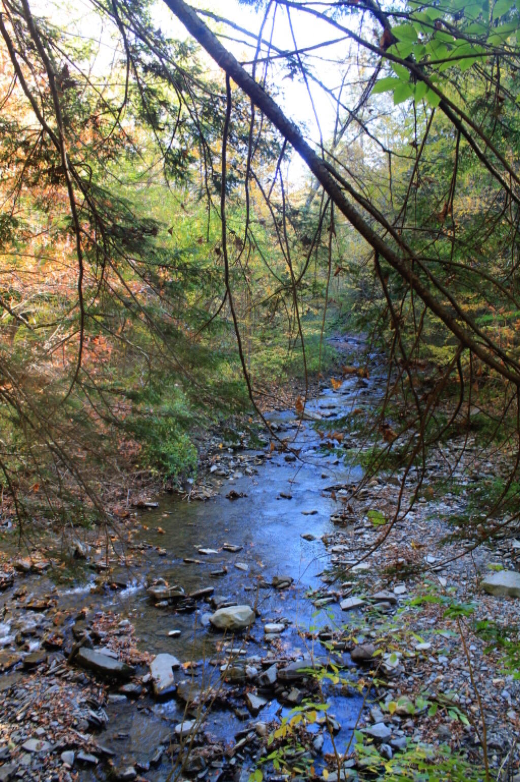 Photo: The Dry Creek